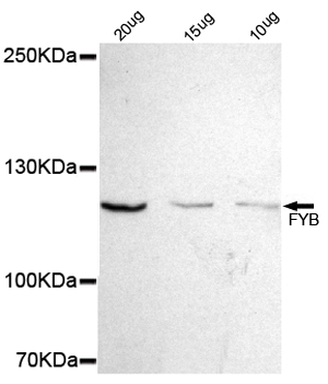 FYN binding protein 1 Ab