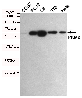 PKM Ab