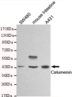 Calumenin Ab