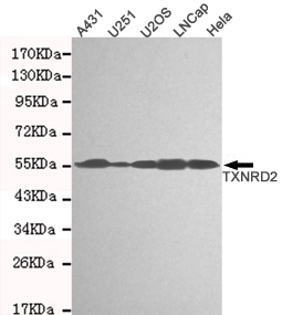 TXNRD2 Ab