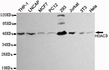 HDAC3 Ab