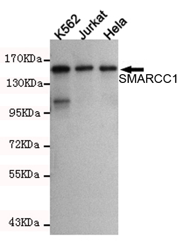 SMARCC1 Ab