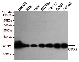 CDX2 Ab