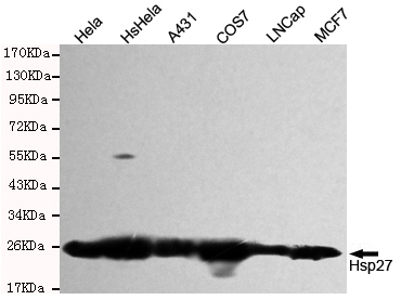 Hsp27 Ab