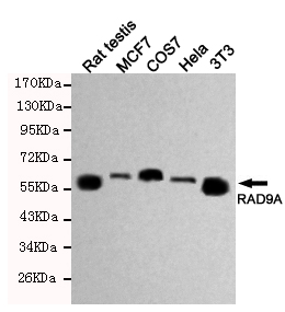 RAD9A Ab