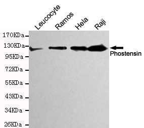 Phostensin Ab