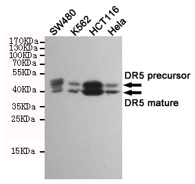 DR5 Ab