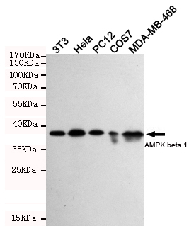 AMPK beta 1 Ab