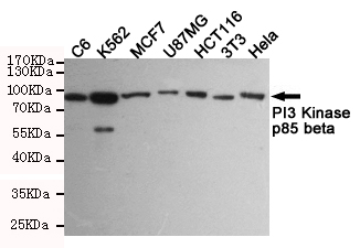 PI3 kinase p85 beta Ab