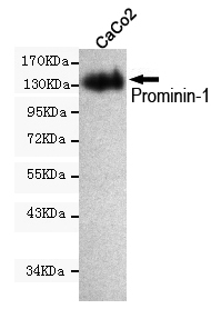 CD133 Ab