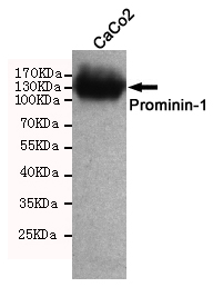 CD133 Ab