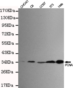 PCNA Ab