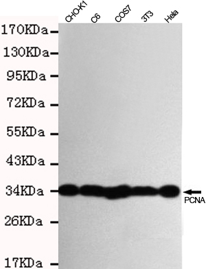 PCNA Ab