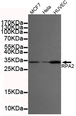 RPA2 Ab