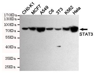 STAT3 Ab