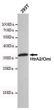 HTRA2 Ab