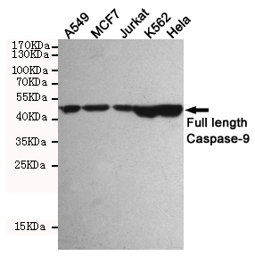 Caspase 9 Ab