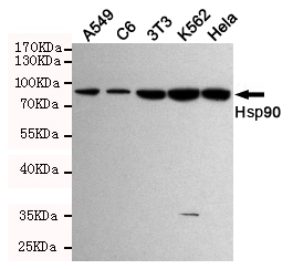 Hsp90 alpha Ab