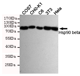 Hsp90 beta Ab