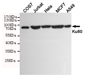 Ku80 Ab