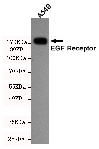 EGFR Ab