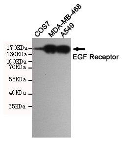 EGFR Ab