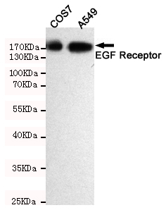 EGFR Ab