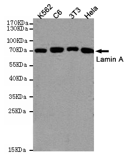 Lamin A/C Ab