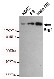 SMARCA4 Ab