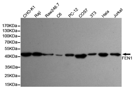 FEN1 Ab