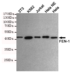 FEN1 Ab