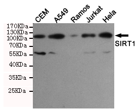 SIRT1 Ab