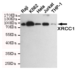 XRCC1 Ab