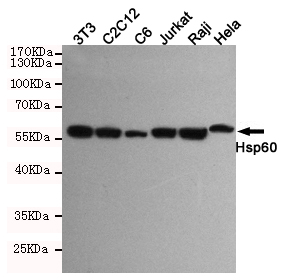 Hsp60 Ab