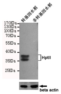 HptII Ab