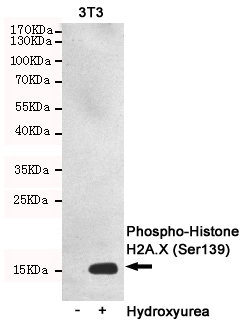 p-Histone H2A.X (S139) Ab