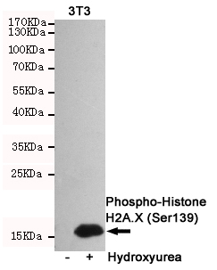 p-Histone H2A.X (S139) Ab