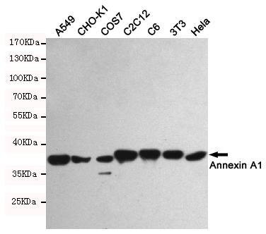 Annexin A1 Ab