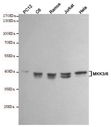 MEK6 Ab