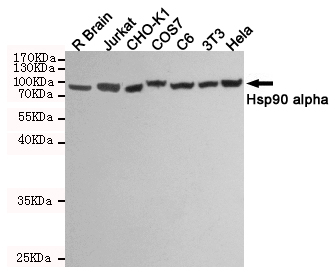 Hsp90 alpha Ab