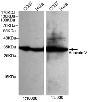 Annexin V Ab (HRP)