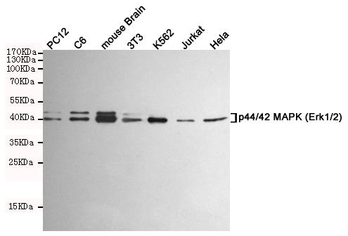 ERK1/2 Ab