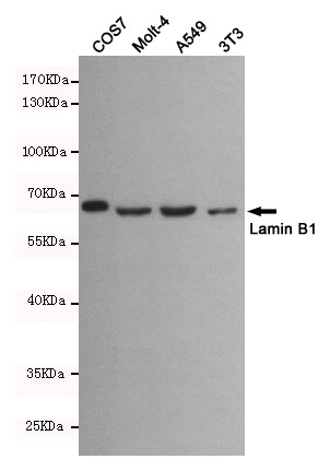 Lamin B1 Ab