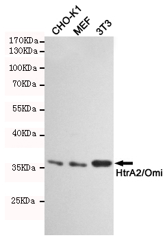 HTRA2 Ab