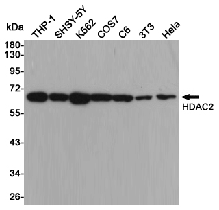 HDAC2 Ab