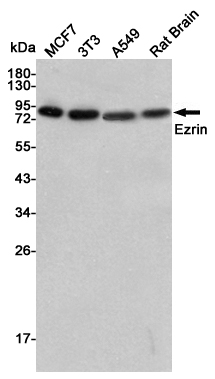 Ezrin Ab