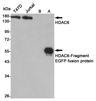 HDAC6 Ab