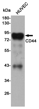 CD44 Ab