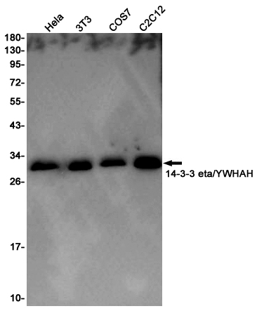 14-3-3 eta Ab