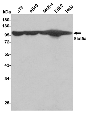 STAT5A Ab